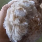 Hanging Tissue Holder Dog Plush - White & Brown photo review